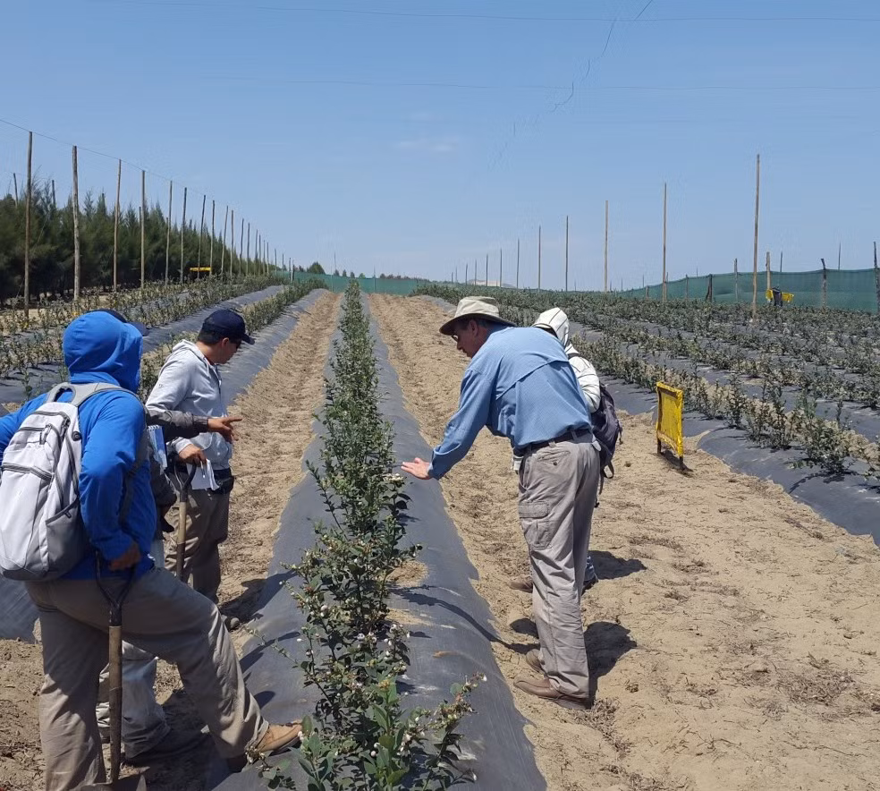 Việt quất được trồng trên luống cao, thẳng hàng. Ảnh: Fallcreeknursery.