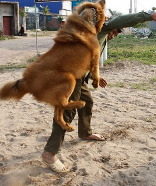 Khi chó đi học ở Hưng Yên, ông Thành thường xuyên đi thăm nhưng không quên chuẩn bị quà (thịt bò ngon, sữa tươi, hoa quả...) cho chó. Ảnh: Tinmoi.