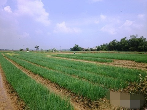 Cả phường với 60ha, mỗi năm thu về trên 21 tỷ đồng. Ảnh: Infonet.