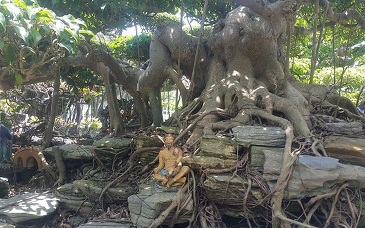 Cây có thân bệ đẹp.