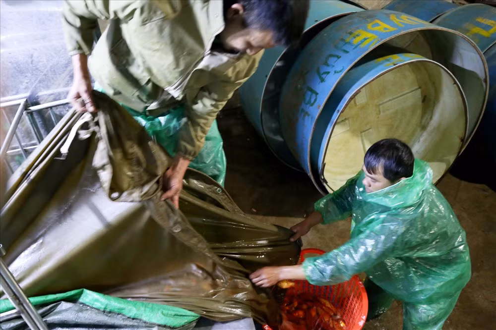 Cá chép ở chợ cá Yên Sở được đem về từ các tỉnh lân cận Hà Nội như Hải Dương, Hà Nam, Phú Thọ...