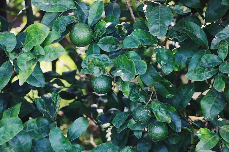 Một năm anh út Hiền thu hoạch khoảng 30 tấn chanh. Sau khi trừ chi phí, lợi nhuận bình quân đạt 210 triệu đồng. Ảnh: Nghĩa Coco/ Khoẻ Plus.