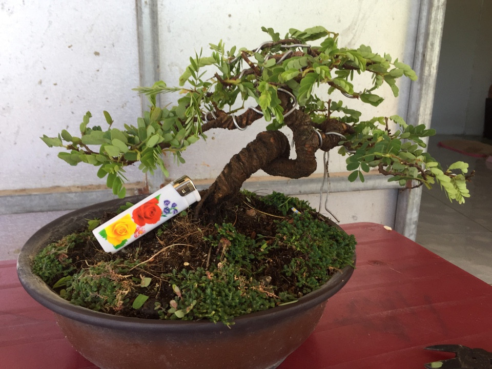 Me thái ấn tượng với thân xoắn độc đáo. Ảnh: Caycanhquyly.