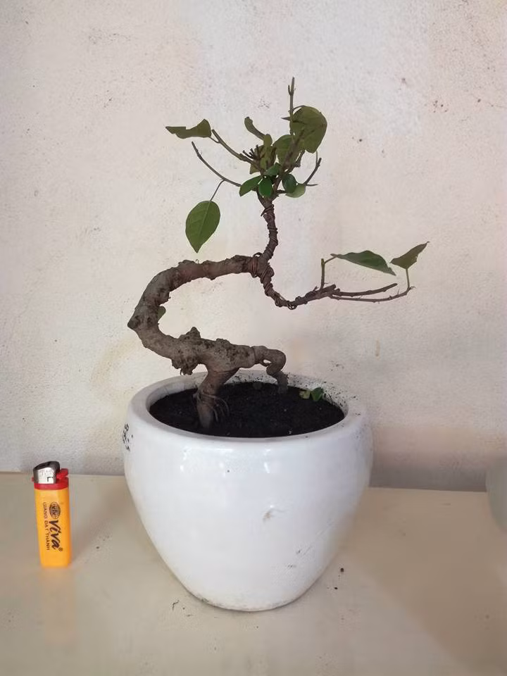 Bên cạnh những gốc sung bonsai cổ thụ, những chậu sung mini cũng được nhiều khách hàng quan tâm. Ảnh: FB ‎Xuân Quang.