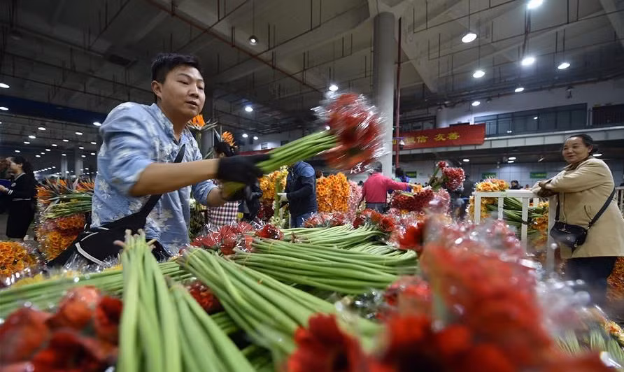 Hoa được kiểm tra từ đầu tới thân và phân loại theo độ tươi mới.