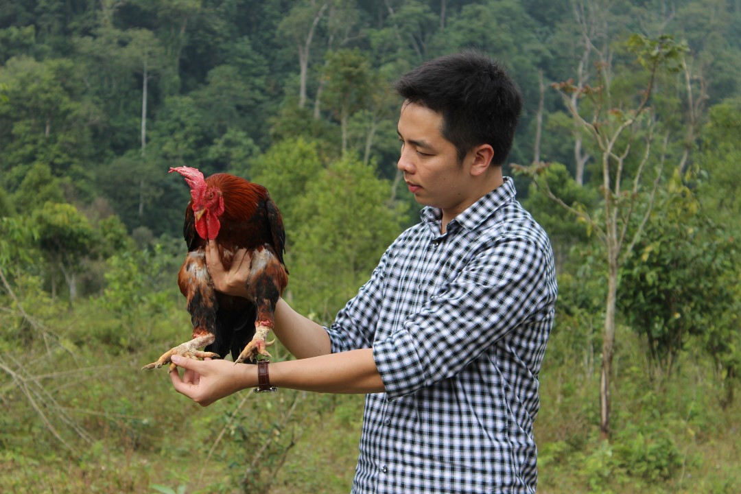 Năm 2014, Tung và hai người bạn góp vốn mở trại gà chín cựa Hùng Vương ở bản Dù, xã Xuân Sơn, huyện Tân Sơn, tỉnh Phú Thọ. Ảnh: Thuonggiaonline.