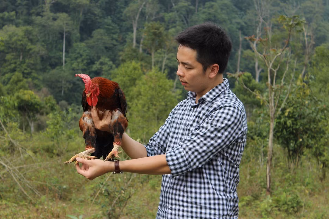 Năm 2014, Tung và hai người bạn góp vốn mở trại gà chín cựa Hùng Vương ở bản Dù, xã Xuân Sơn, huyện Tân Sơn, tỉnh Phú Thọ. Ảnh: Thuonggiaonline.