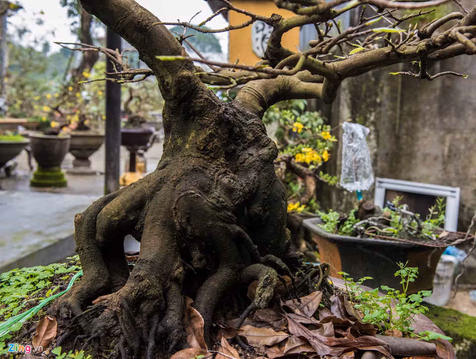 Để chăm sóc và tạo được một gốc mai như thế này nghệ nhân trồng đã phải mất hơn 10 năm chăm sóc.