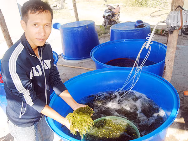 Rong nho có thể trồng trực tiếp dưới đáy biển, ao hồ hoặc trồng rong treo trong các túi lưới, treo lơ lửng trong nước biển. Ảnh: Baoninhthuan.