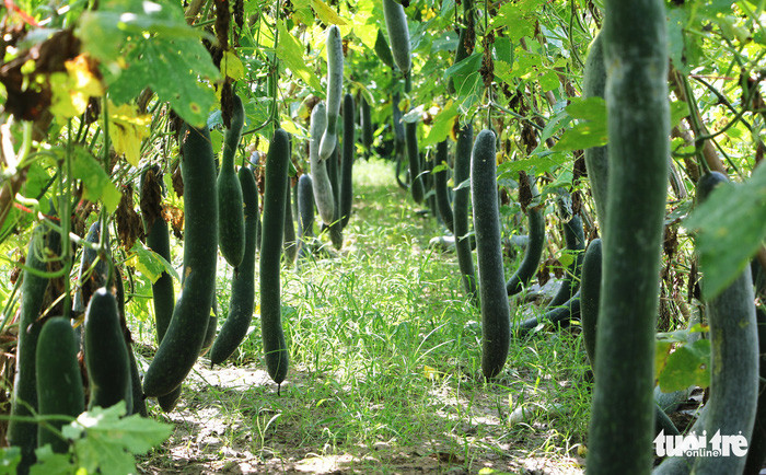 Bí xanh rớt giá còn 2.000 đồng/kg vẫn ‘bí’ đầu ra - Ảnh: DOÃN HÒ.