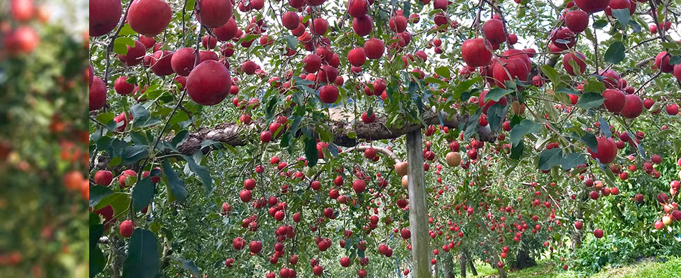 Mùa táo Sekai-ichi bắt đầu từ cuối tháng 10. Ảnh: Ringo-samurai.