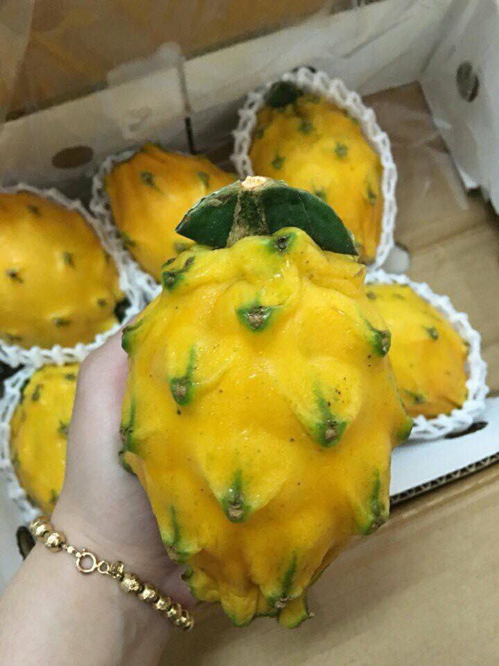 Trong khi thanh long đỏ Việt Nam được bán từ 15.000 - 40.000 đồng/kg thì thanh long vàng có giá cao ngất ngưởng tới 700.000 đồng/kg, thậm chí có thời điểm lên tới 900.000 đồng/kg. Ảnh: Garden Fresh.