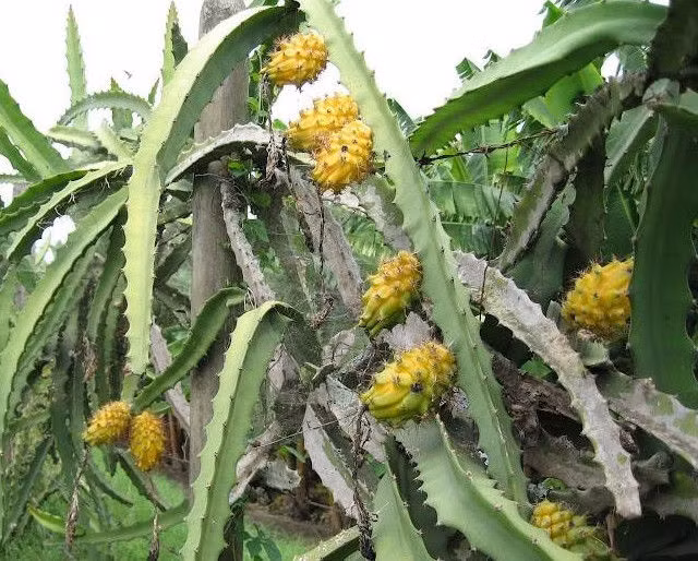 Thanh long vàng có nguồn gốc từ châu Mỹ như Ecuador, Colombia, song cũng dần được trồng tại khu vực Đông Nam Á, đặc biệt là Malaysia. Ảnh: Specialtyproduce.