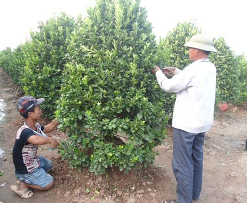 Khi cắt tỉa tạo thế chú ý phải dùng dao, kéo sắc chuyên dùng, làm định kỳ 7-10 ngày/lần. Ảnh: Baohungyen.