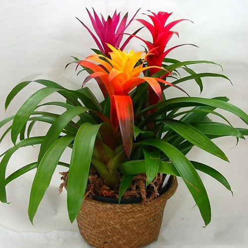 Sau khi trồng, nên tưới nước 2-4 lần/tuần. Nếu không khí lạnh, độ ẩm cao có thể giảm bớt lượng nước tưới cho cây. Ảnh: Internet.