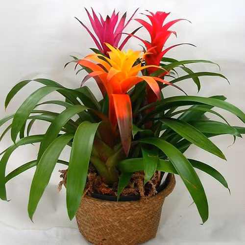 Sau khi trồng, nên tưới nước 2-4 lần/tuần. Nếu không khí lạnh, độ ẩm cao có thể giảm bớt lượng nước tưới cho cây. Ảnh: Internet.