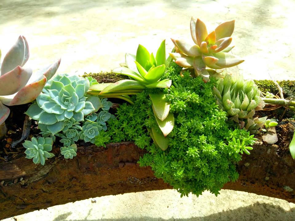 Chỉ cần một khúc cây xinh xắn, đục lỗ, cho đất, trồng sen đá vào là có thể tha hồ sáng tạo.