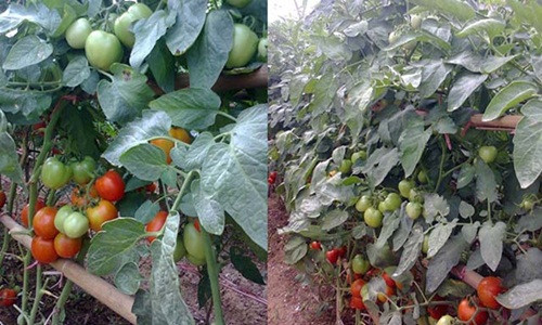 Hơn nữa, thời gian thu hoạch quả của cà chua ghép kéo dài 7 – 8 tháng. Ảnh: Nhanong.