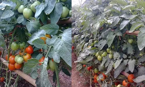 Hơn nữa, thời gian thu hoạch quả của cà chua ghép kéo dài 7 – 8 tháng. Ảnh: Nhanong.