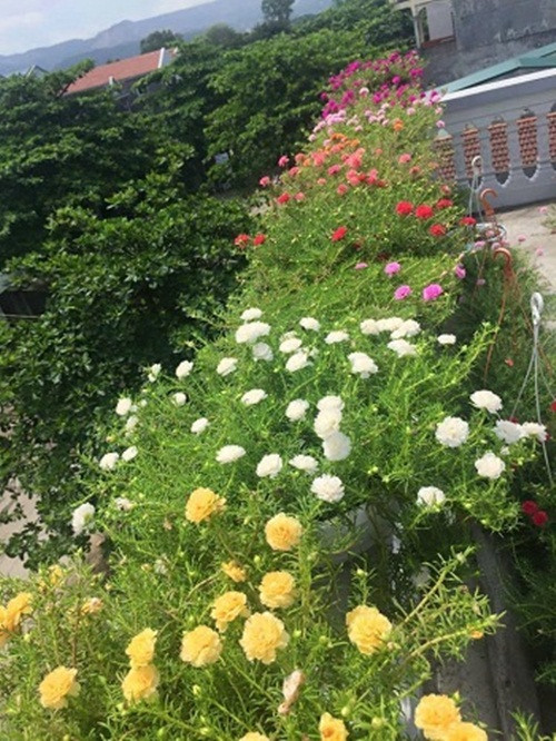 Bắt kịp xu hướng hiện nay, anh Nguyễn Trọng Phúc (Ba Vì, Hà Nội) mạnh dạn đầu tư đất và phân bón để trồng hoa mười giờ. Ảnh: Vietnamnet.