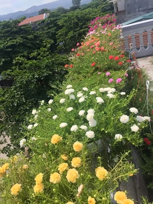 Bắt kịp xu hướng hiện nay, anh Nguyễn Trọng Phúc (Ba Vì, Hà Nội) mạnh dạn đầu tư đất và phân bón để trồng hoa mười giờ. Ảnh: Vietnamnet.