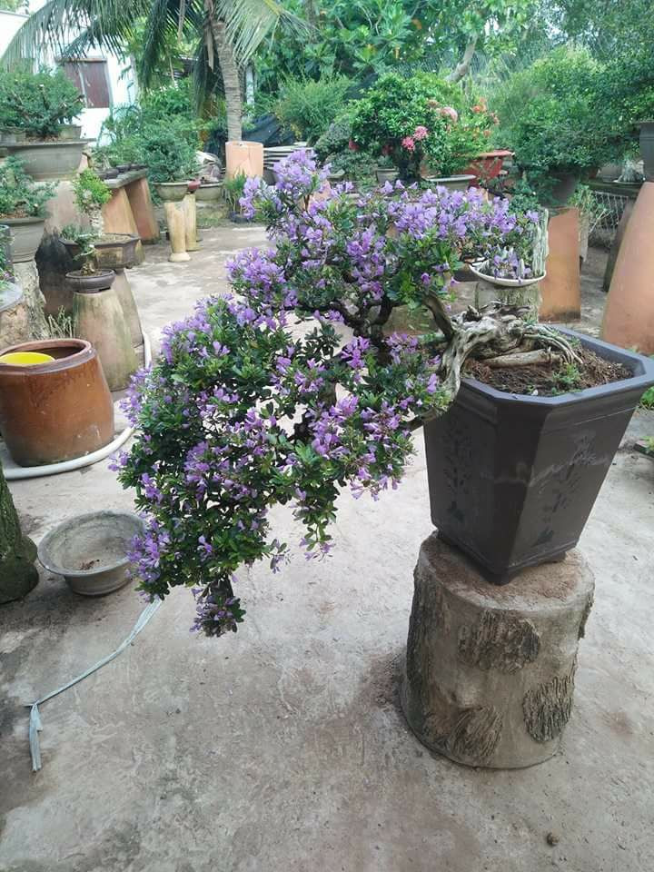 Linh sam dáng thác đổ nở hoa tím đẹp quyến rũ. Ảnh: Facebook.