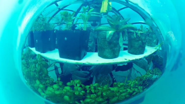 Trang trại tận dụng nền nhiệt ổn định sâu 8m dưới đáy biển để trồng các loại rau chịu lạnh. Ảnh: DOGO News.