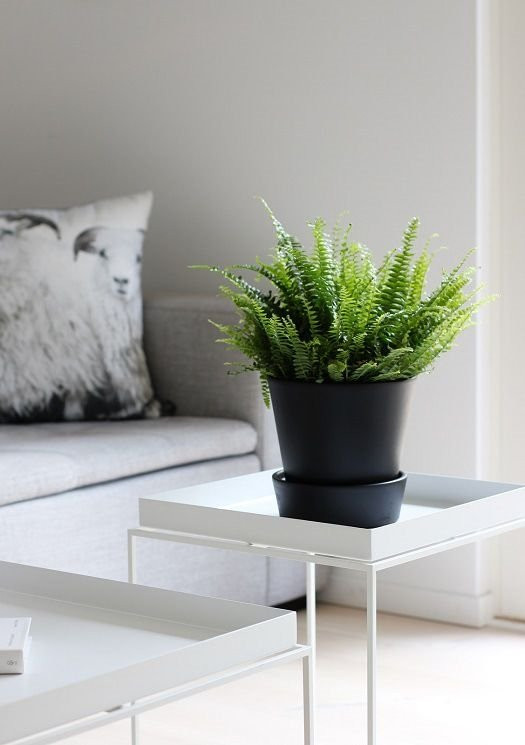 Cây dương xỉ có ưu điểm là không kén đất, có thể sống ở mọi loại đất. Ảnh: Vietnamnet.