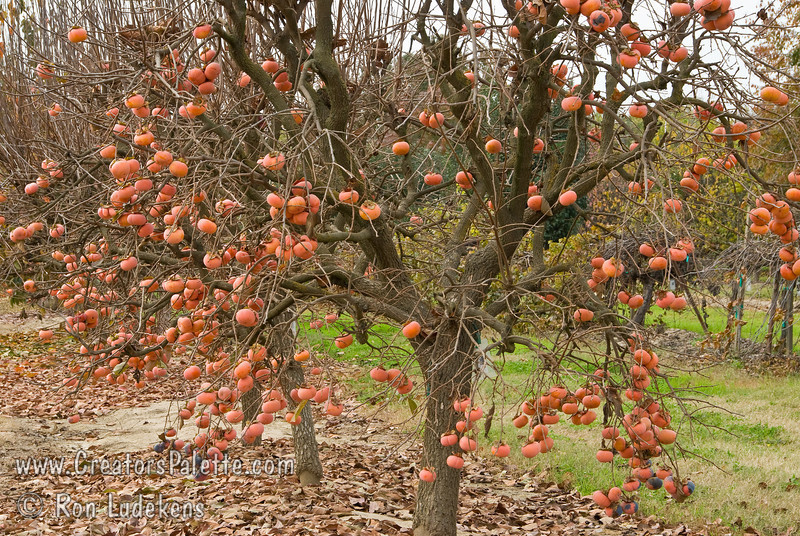Bắt đầu từ tháng 9, quả hồng Nhật Bản bắt đầu vào mùa. Ảnh: Creators Palette.