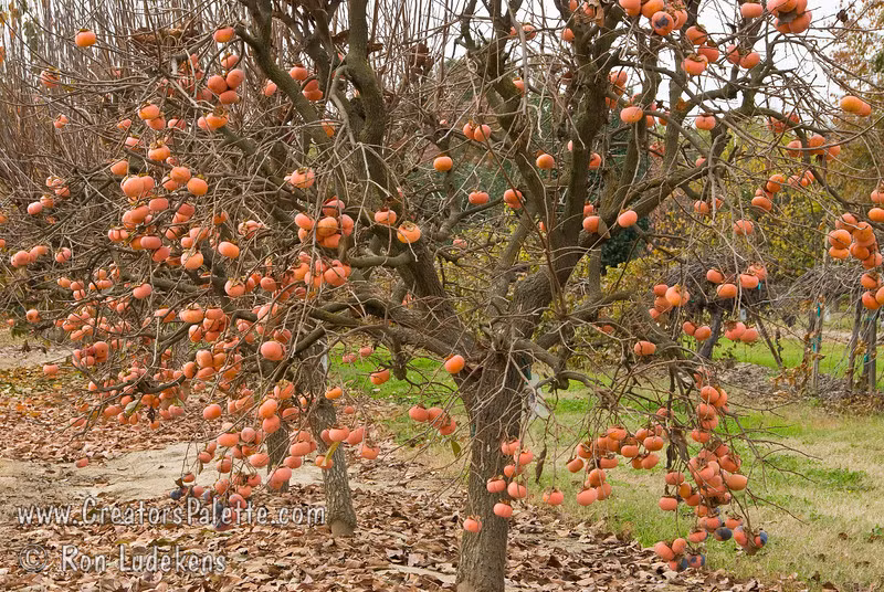 Bắt đầu từ tháng 9, quả hồng Nhật Bản bắt đầu vào mùa. Ảnh: Creators Palette.