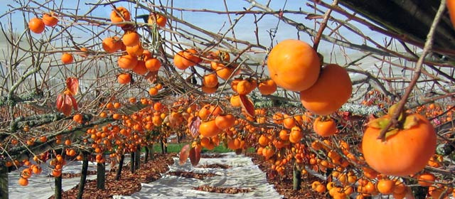 Lớp bột này chính là phấn hoa vừa giúp quả hồng không bị mất nước vừa chống chọi các mầm bệnh. Ảnh: Yandex.