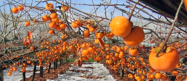 Lớp bột này chính là phấn hoa vừa giúp quả hồng không bị mất nước vừa chống chọi các mầm bệnh. Ảnh: Yandex.