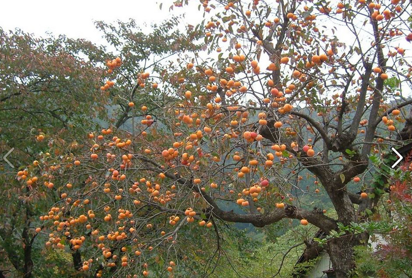 Hồng Nhật Bản khi chín đều có vị thơm ngọt. Ảnh: Tourchaua.