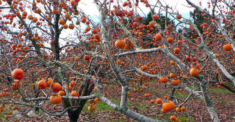 Nếu để ý du khách sẽ thấy trên vỏ quả hồng có một ít bột màu trắng. Ảnh: Persimmon.