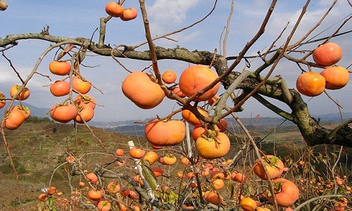 Hồng giòn thì phải đợi chín thật “tới” để không còn vị chát, để nếm được vị ngọt mà vẫn giòn. Ảnh: Nara.