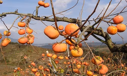 Hồng giòn thì phải đợi chín thật “tới” để không còn vị chát, để nếm được vị ngọt mà vẫn giòn. Ảnh: Nara.