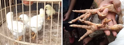 Sau một thời gian ăn ngủ cùng gà, Dũng đã nhân giống thành công và xuất chuồng 30 – 40 cặp gà giống, giá 3 triệu đồng/cặp. Ảnh: Saigontiepthi.