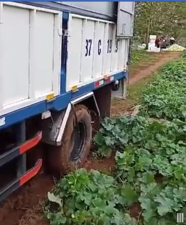 Xe tải vào tận ruộng để thu mua dưa lê. Ảnh: FB Bé Thơm's.