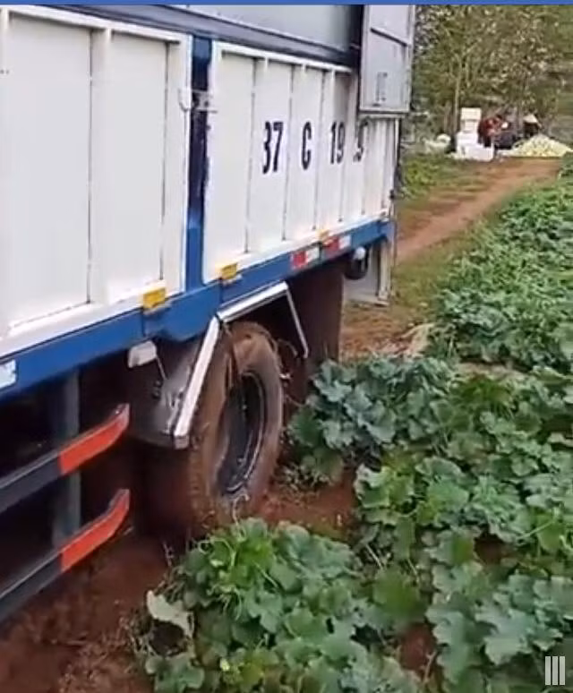 Xe tải vào tận ruộng để thu mua dưa lê. Ảnh: FB Bé Thơm's.