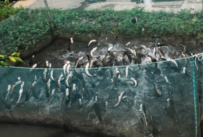 Anh tìm cách tung mồi lên cao nhử cho cá bay lên đớp chứ không bỏ thức ăn nổi lềnh bềnh trên ao. Ảnh: GD&amp;TĐ.