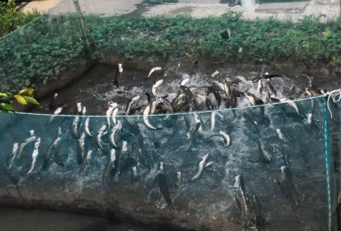 Anh tìm cách tung mồi lên cao nhử cho cá bay lên đớp chứ không bỏ thức ăn nổi lềnh bềnh trên ao. Ảnh: GD&amp;TĐ.