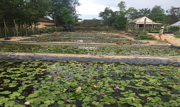 Sau gần 5 năm, đến nay Huỳnh Văn Khanh sở hữu vườn hoa súng rộng hơn 1 ha. Ảnh: Baophapluat.