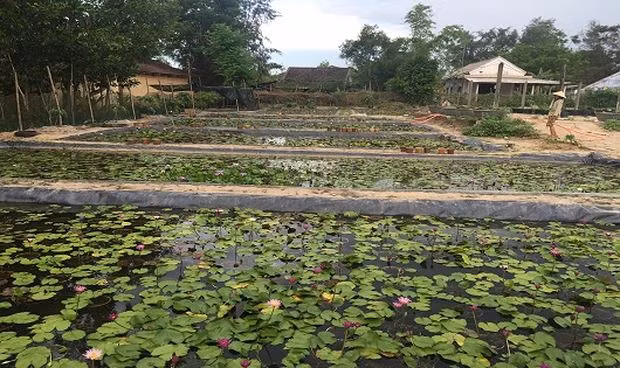 Sau gần 5 năm, đến nay Huỳnh Văn Khanh sở hữu vườn hoa súng rộng hơn 1 ha. Ảnh: Baophapluat.