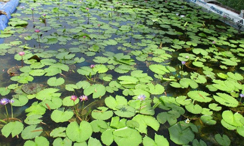 Từ khi gieo hạt đến khi trổ bông khoảng 3 tháng là hoa súng có thể thu hoạch. Mỗi chậu, ông Lạc bán từ 30.000 - 35.000 đồng. Ảnh: Dân Việt.