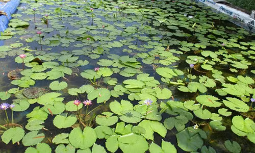 Từ khi gieo hạt đến khi trổ bông khoảng 3 tháng là hoa súng có thể thu hoạch. Mỗi chậu, ông Lạc bán từ 30.000 - 35.000 đồng. Ảnh: Dân Việt.