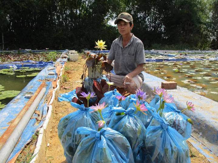 Trong đó, diện tích hoa súng với đủ các màu trắng, tím, hồng, đỏ, vàng…của ông Lạc lên tới 700m2. Ảnh: Dân Việt.