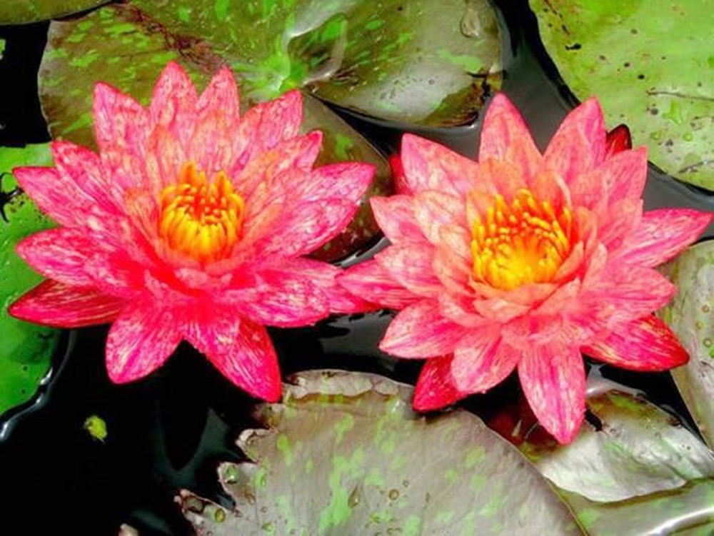 Mỗi chậu hoa súng thường ông Lãng bán với giá 40.000 - 60.000 đồng. Các giống hoa độc, lạ có giá cao hơn từ 300.000 đến 500.000/chậu. Ảnh: Cadn.