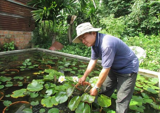 Những năm gần đây, mô hình trồng cây hoa súng được nhiều gia đình ở quận Cẩm Lệ (Đà Nẵng) đưa vào sản xuất. Trong đó, vườn hoa súng của ông Ngô Văn Lãng (tổ 2, P. Hòa Thọ Đông, Q. Cẩm Lệ) cho lợi nhuận lên tới 300 triệu đồng/năm. Ảnh: Cadn.