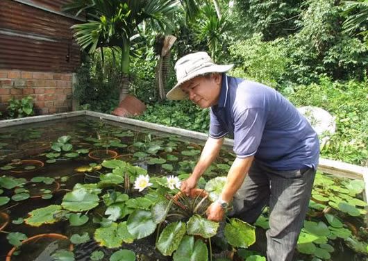 Những năm gần đây, mô hình trồng cây hoa súng được nhiều gia đình ở quận Cẩm Lệ (Đà Nẵng) đưa vào sản xuất. Trong đó, vườn hoa súng của ông Ngô Văn Lãng (tổ 2, P. Hòa Thọ Đông, Q. Cẩm Lệ) cho lợi nhuận lên tới 300 triệu đồng/năm. Ảnh: Cadn.