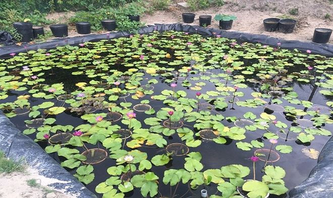 Chàng thanh niên 8X bắt đầu mô hình trồng cây hoa súng từ năm 2013. Đến năm 2016, Khanh vay thêm vốn để mở rộng diện tích. Ảnh: Baophapluat.